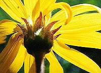 Heals Spider Veins, Varicose Veins, Cellulite